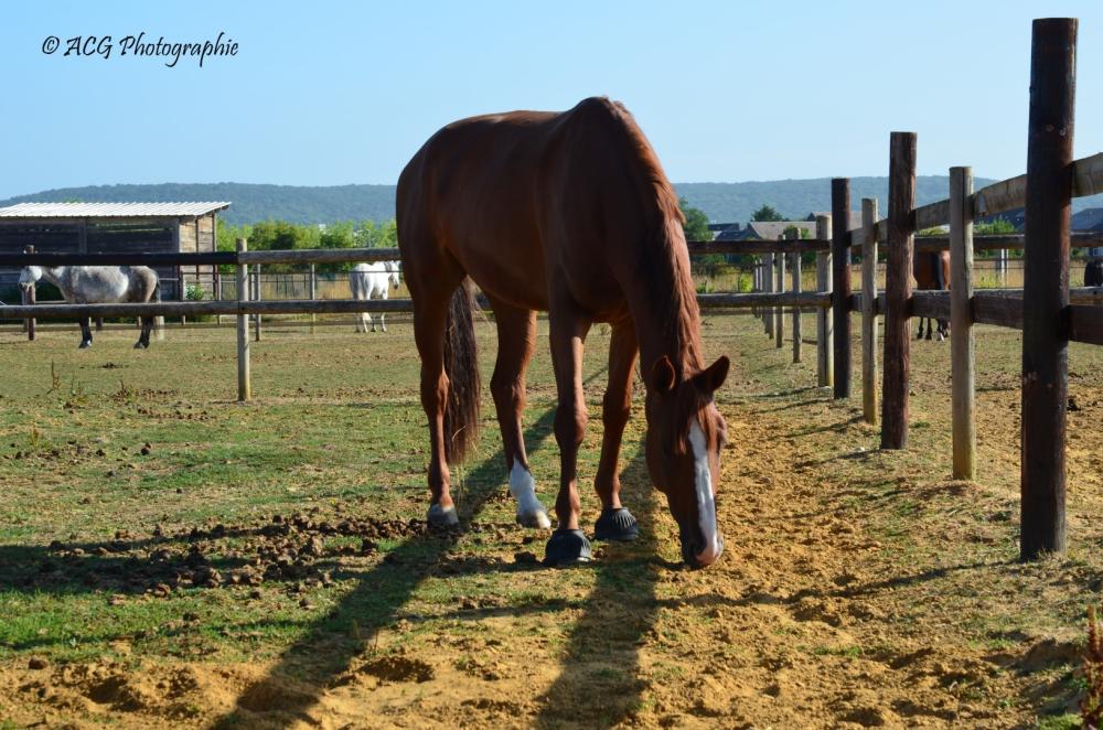 cheval Ecurie Pauline Guignery