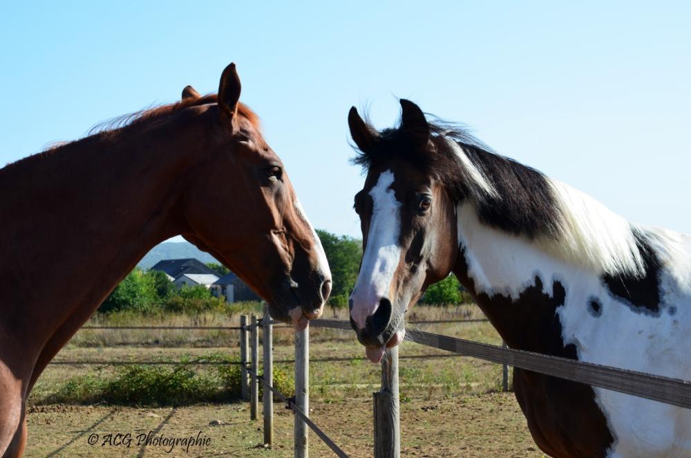 chevaux Ecurie Pauline Guignery