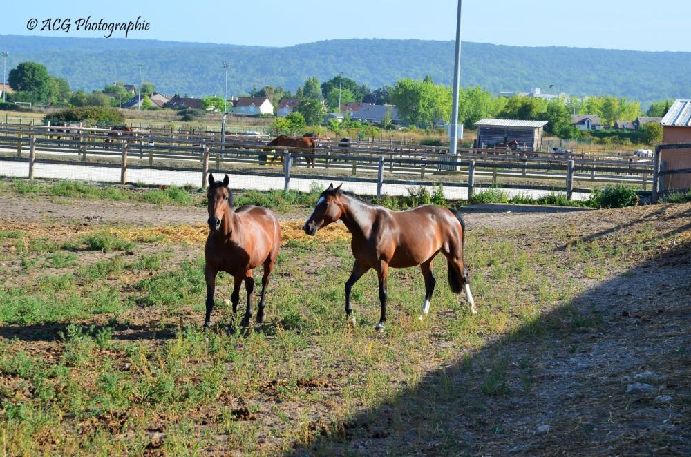 Ecurie Pauline Guignery trotting chevaux