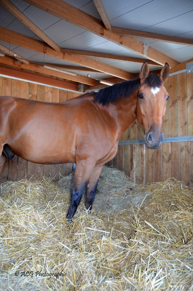 Ecurie Pauline Guignery cheval foin