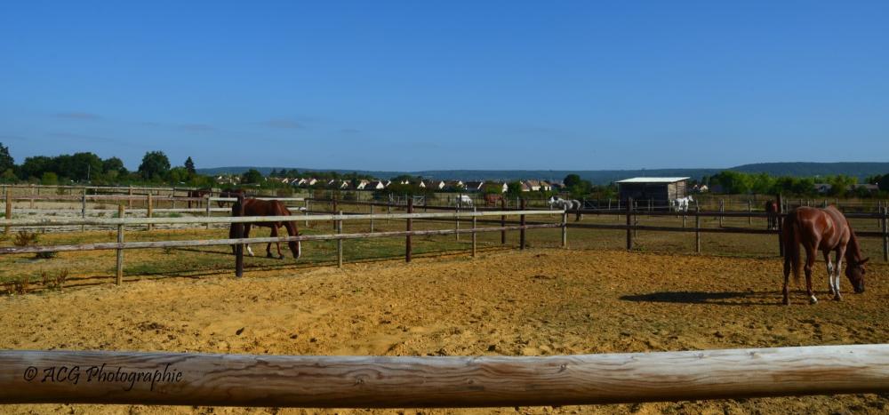 Ecurie Pauline Guignery chevaux