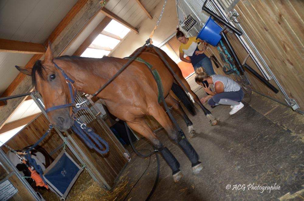 Ecurie Pauline Guignery cheval boxs