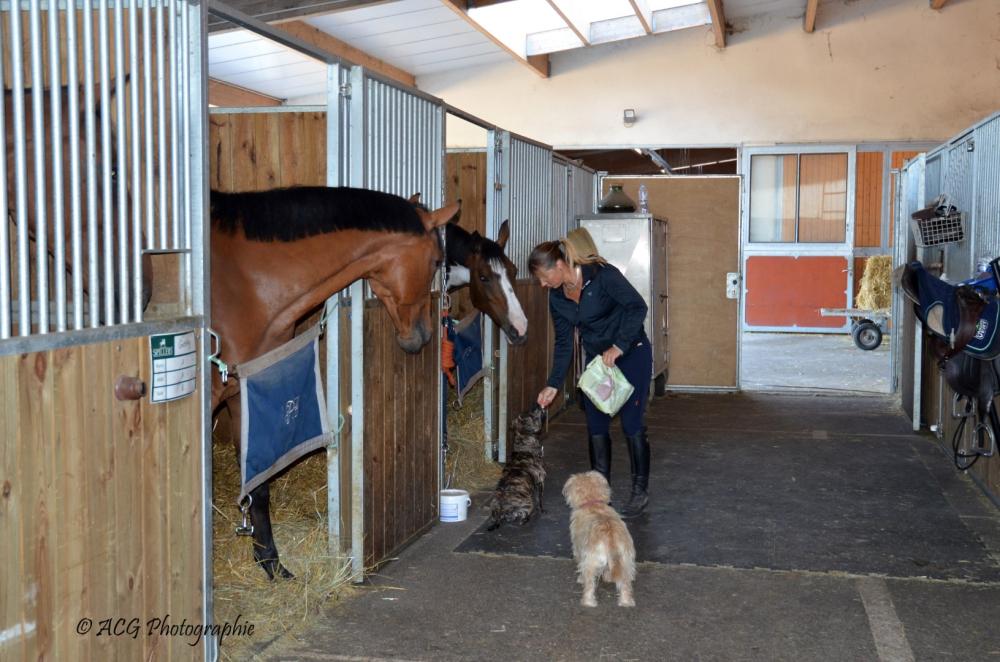Ecurie Pauline Guignery box chevaux