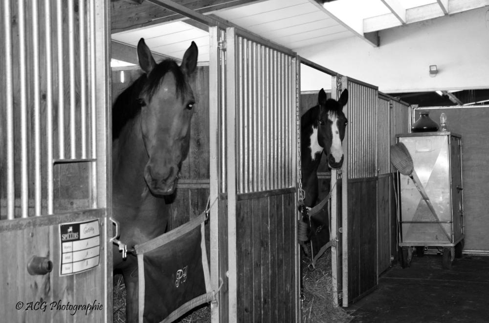Ecurie Pauline Guignery boxs chevaux