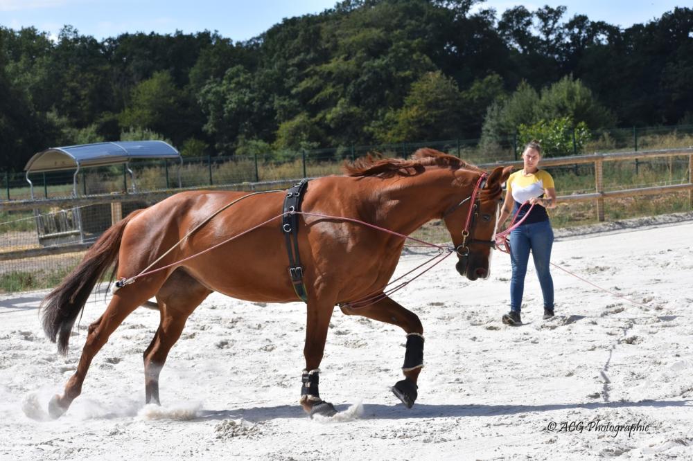 Ecurie Pauline Guignery coaching