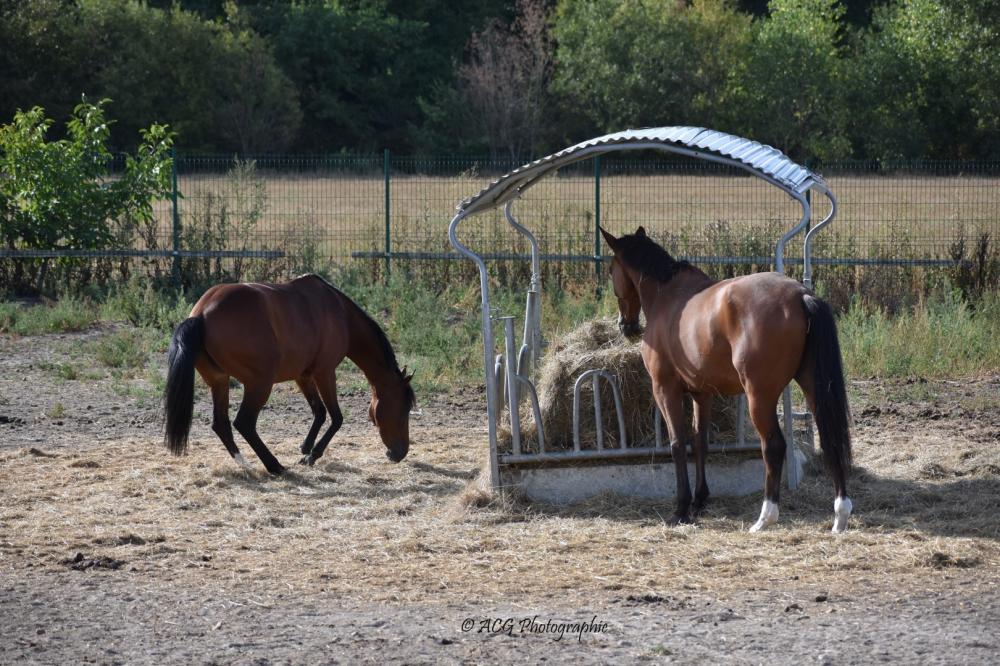 Ecurie Pauline Guignerychevaux foin