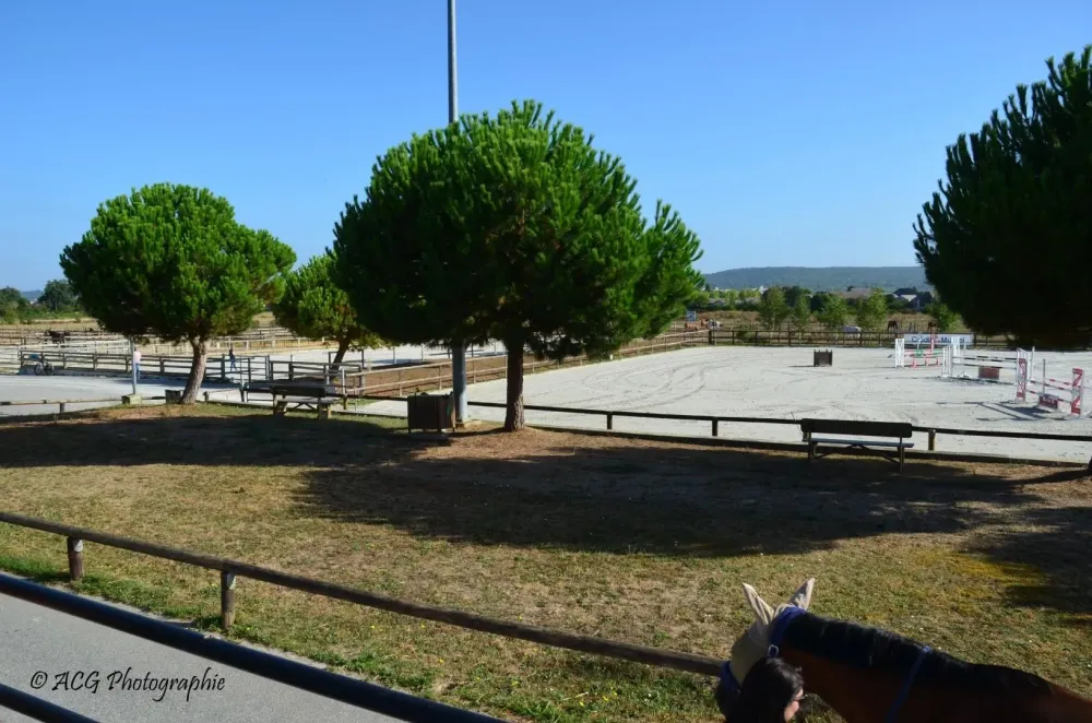 Vente de chevaux à Bréval