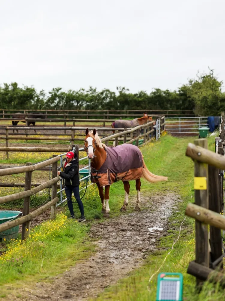 Vente chevaux de sport à Bréval